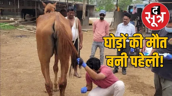 horse-cruelty-death-administration-disease-excuse