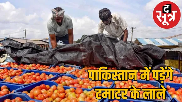 Pakistan crave for tomatoes Chhattisgarh farmers stopped sending