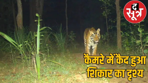 Tiger returns to Sitanadi-Udanti Tiger Reserve after two and a half years the sootr