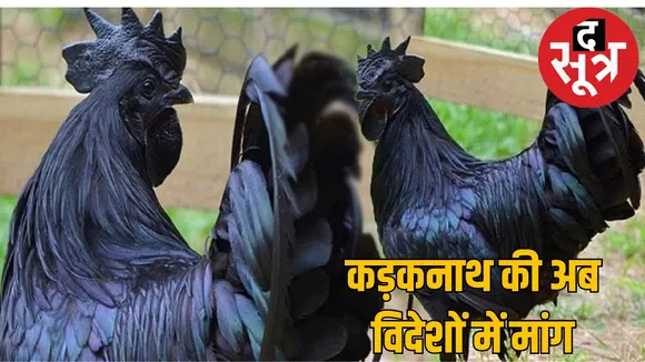 india-black-gold-kadaknath