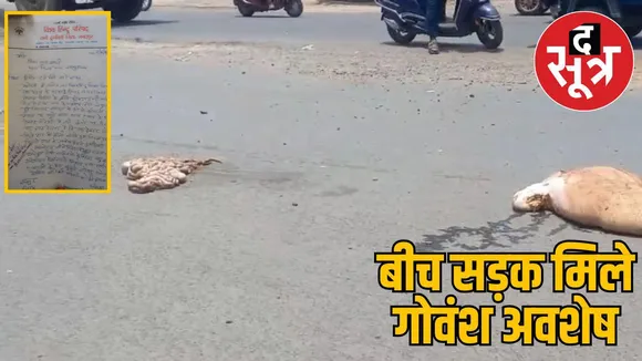 Cow remains found front
