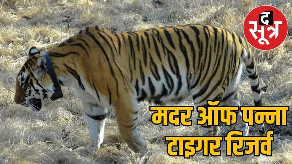 queen Panna Tiger Reserve