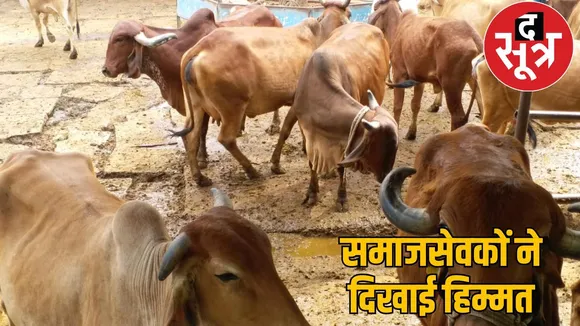 cow smuggling 70 cows freed Cow protectors chattisgarh the sootr
