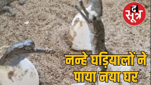 increasing number of crocodiles
