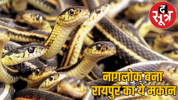 35 snakes found together one house raipur created stir the sootr