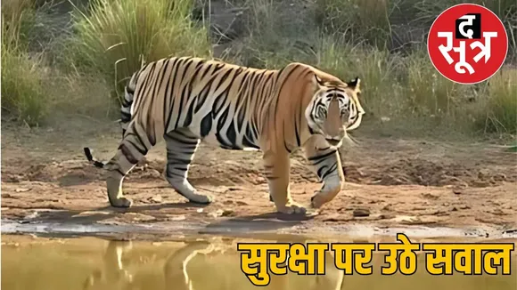 tiger in foresh