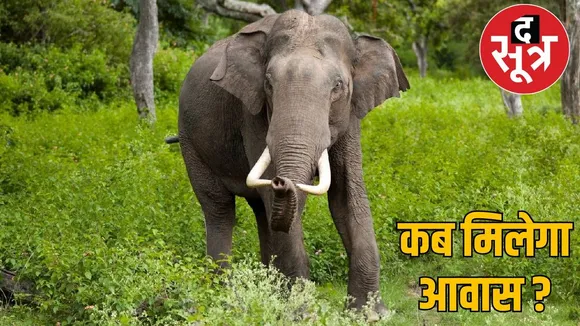 chhattisgarh-humans-elephant-conflict  the sootr