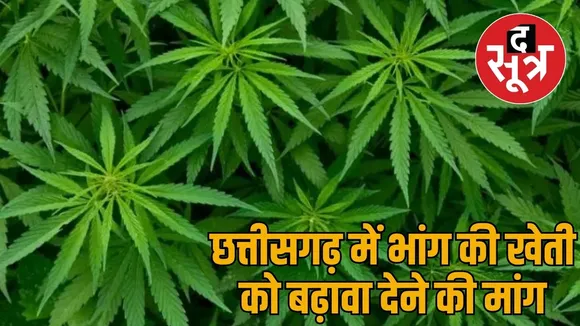Demand declare cannabis cultivation legal High Court gave decision the sootr