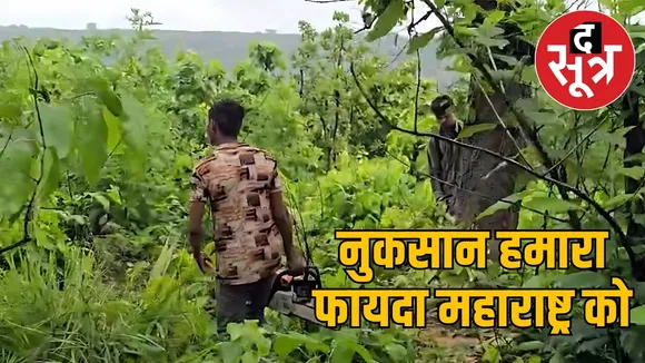 CG Raigarh Tree Cutting