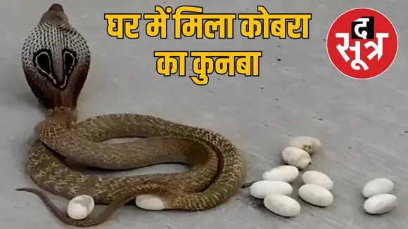 snake in house