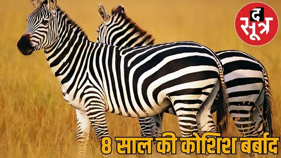 12 crores worth enclosure wasted zebras pair brought giving white bear male died