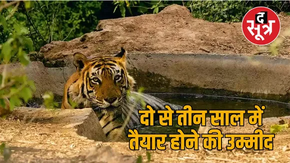 tiger
