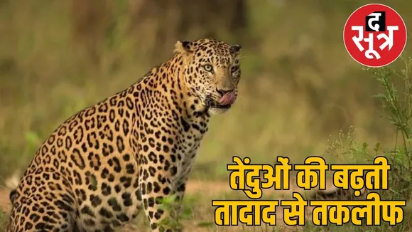 leopards counting1000