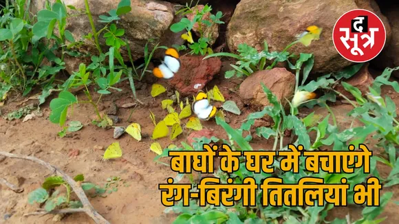 sariska me titliyan