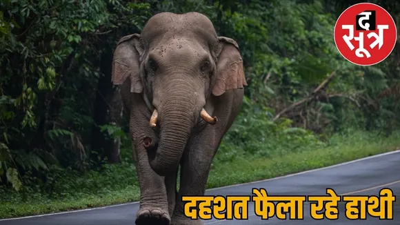 Elephant terror Raigarh 3 villagers death fear spreads raigarh