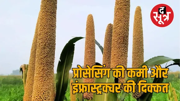 pearl millet