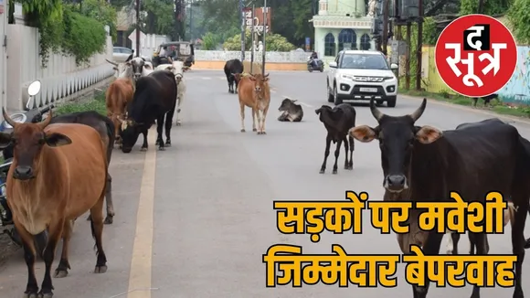 Responsibility of removing cattle the sootr