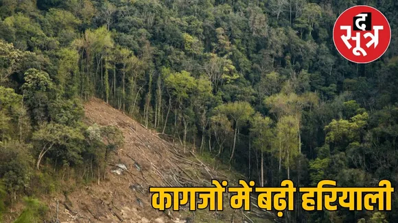 forest in mp00