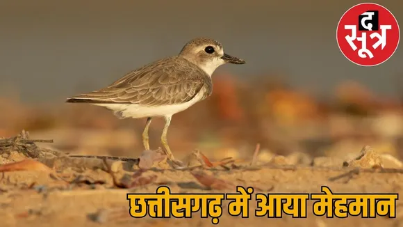 Rare migratory bird Greater Sand Plover seen Khairagarh