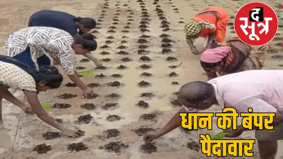 vermigrid-rice-yield-method the sootr