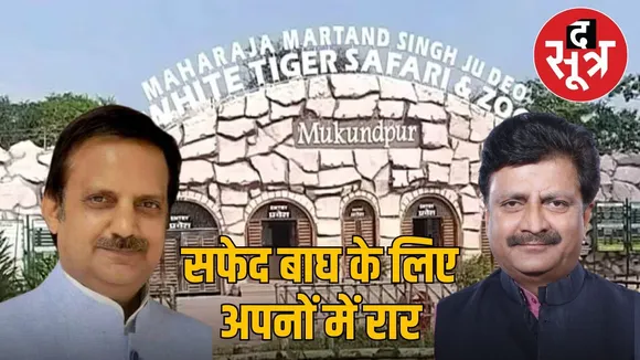 Tiger safari