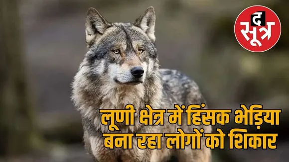 wolf attack