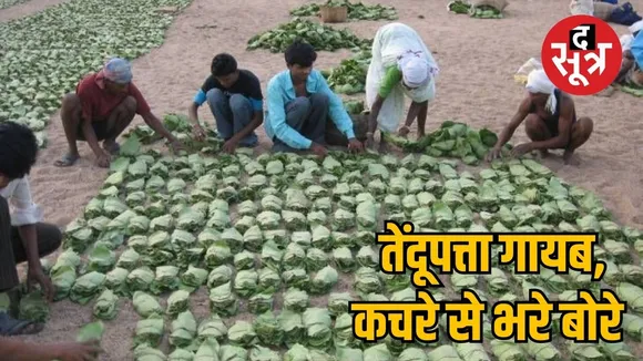 Tendu leaf scam theft of leaves worth 93 lakhs the sootr