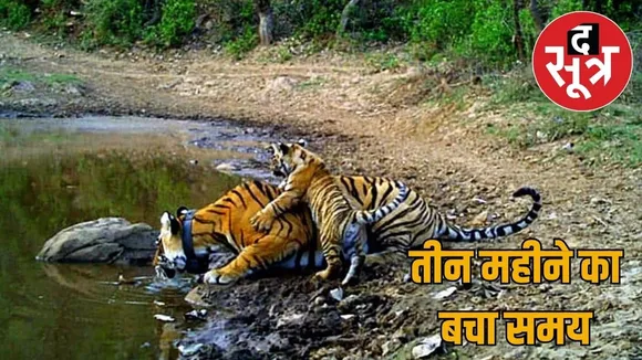 sariska-tiger-project-hotels-restaurants-action