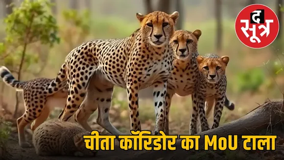cheetah-corridor-madhay-pradesh-rajasthan
