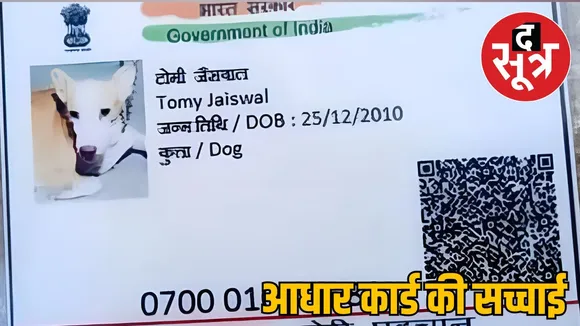 dabra-dog-tommy