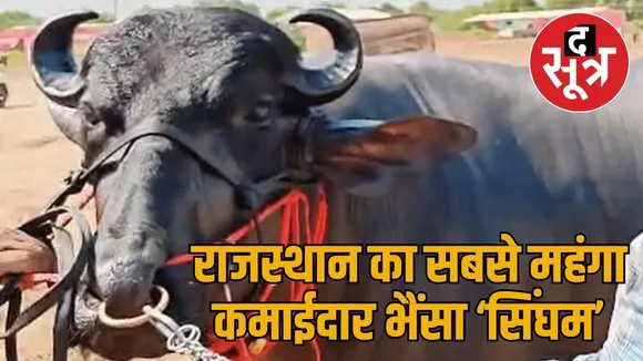 singham bhainsa