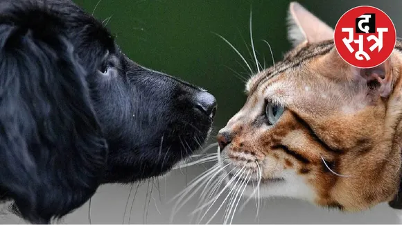 bhopal-couple-fight-dog-cat-street
