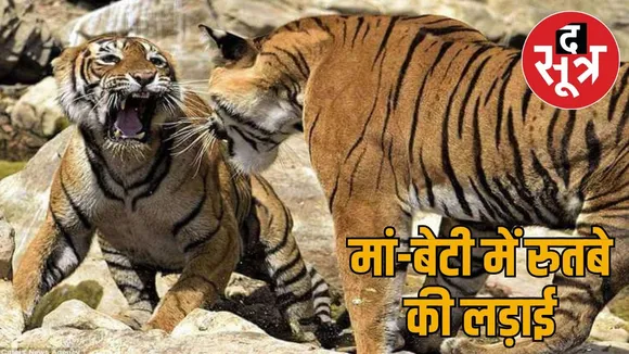 ranthambore-tiger-reserve-mother-daughter-fight-territorial-battle