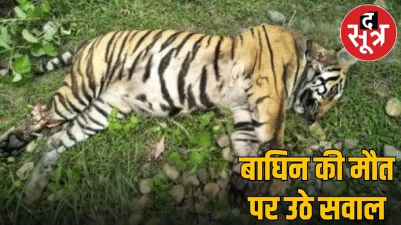 tigeress dead in balaghat