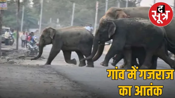 Elephant atteck in Cg