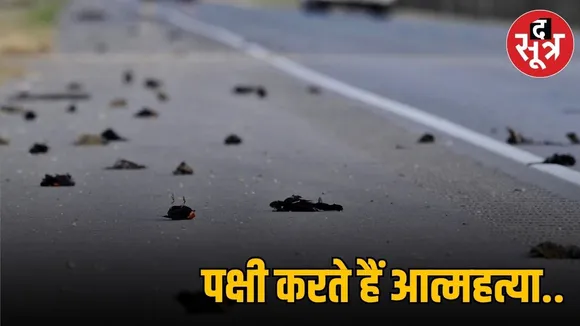 Jatinga-Bird-Suicide