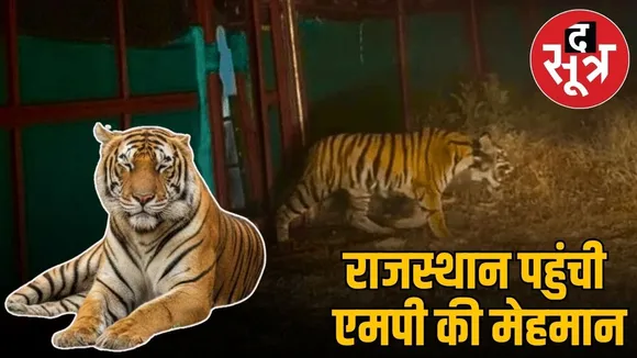 rajasthan-ramgarh-vishdhari-tiger-reserve-mp-pench-tigress-translocation-news