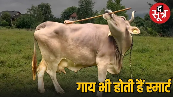 smart cow veronica tool use discovery