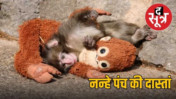 japan-viral-panch-monkey-emotional-story-2026