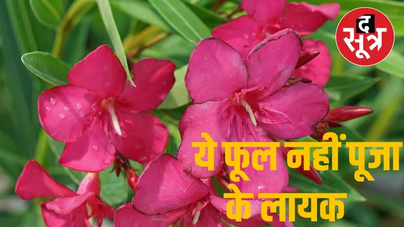 flower.png
