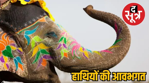 mp elephant festival