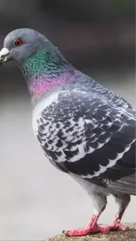 कबूतर से होती है ये बीमारी 