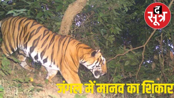 Tiger Attack