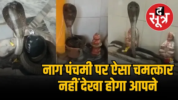  snake viral video