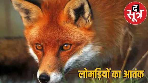 Fox attacked 12 people 5 days Chhattisgarh