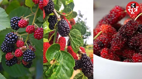 benefits of mulberry