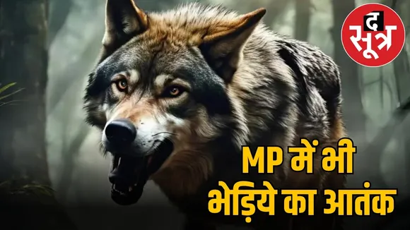 MP में भी भेड़िये का आतंक