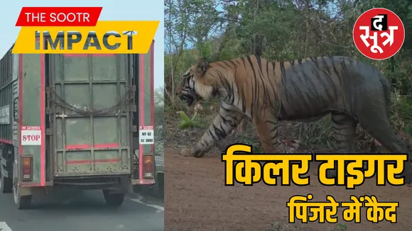 MP Raisen Forest Department successfully caught maneating tiger