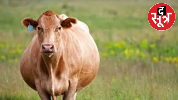 Pregnant cow beaten to death stone stick
