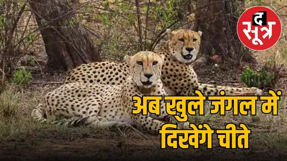अब खुले जंगल में दिखेंगे चीते